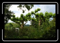 bodensee156 * Mainau * 2896 x 1944 * (1.42MB)