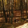 Bakancsos Dróthuszárok a Pilisben és a Börzsönyben